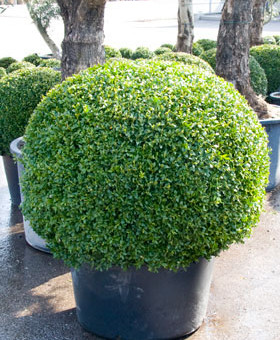 Buxus mediterrane