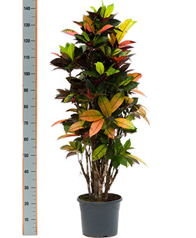 Croton grond