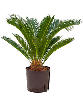 Cycas-palm Hydro