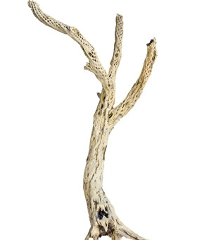 Decowood Finger cholla tree sandblasted