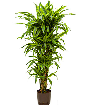 Dracaena-lemon lime Hydro