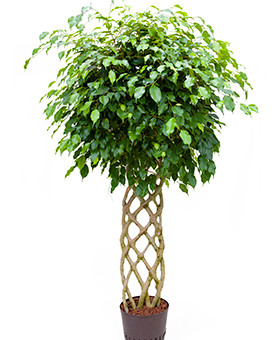 Ficus benjamina Hydro