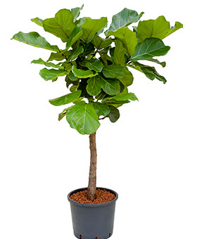 Ficus-lyrata stam Hydro