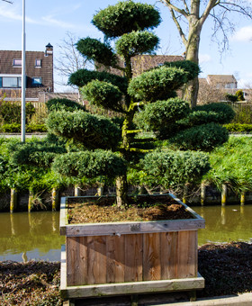 Juniperus mediterrane