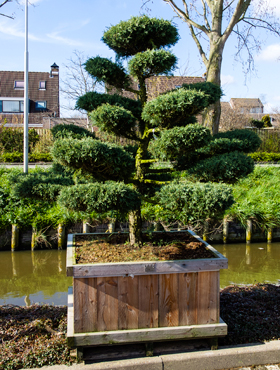 Juniperus mediterrane