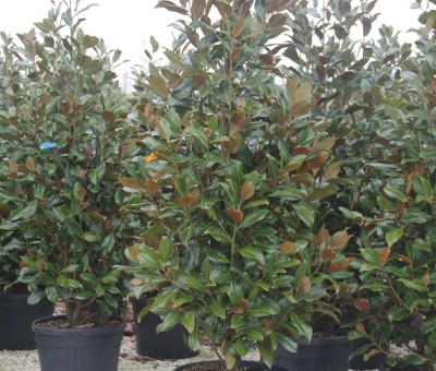 Magnolia grandiflora struikvorm 200250cm hoogte