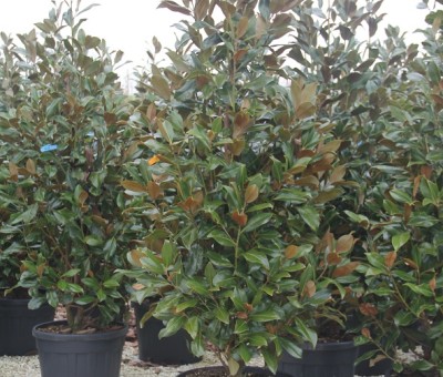 Magnolia grandiflora struikvorm 200250cm hoogte