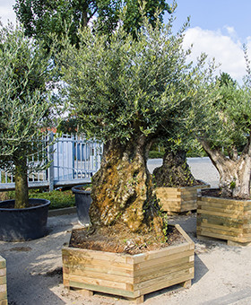 Olea-europaea mediterrane