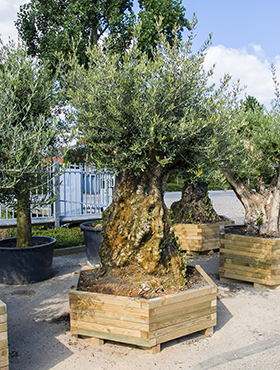 Olea-europaea mediterrane