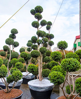 Taxus-bonsaï mediterrane