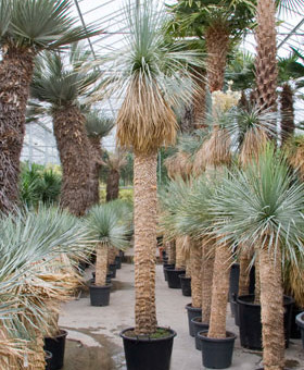 Yucca rostrata mediterrane